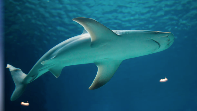 WATCH: GoPro footage shows a Florida man's close encounter with a shark