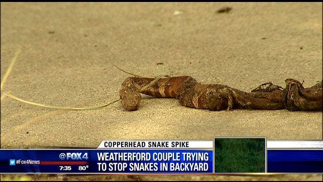 Weatherford home overrun with copperhead snakes
