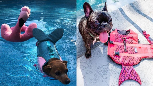 Dogs can be mermaids this summer at the pool with these adorable life jackets