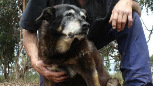 Maggie, the world's oldest dog, dies at 30