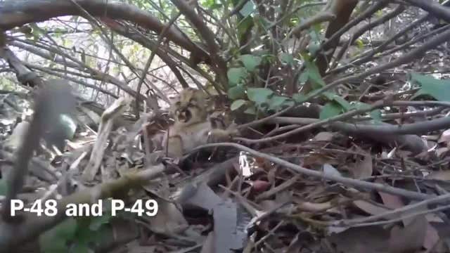 WATCH: Ridiculously adorable mountain lion kittens