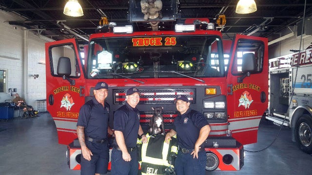 Four-legged fire victim joins Madeira Beach Fire Department