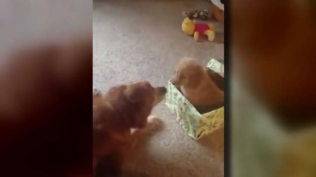 Golden Retriever unwraps new puppy for Christmas