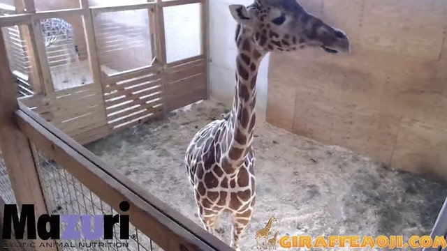 NY giraffe to give birth on YouTube with 1 million followers
