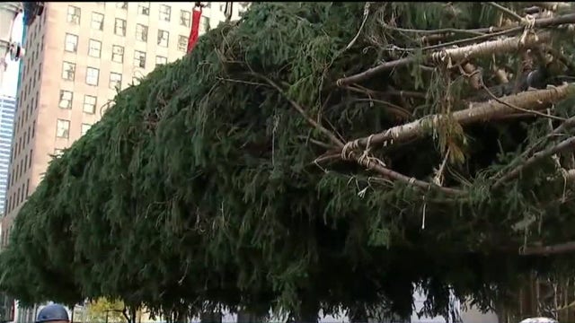 New York City's Rockefeller Center Christmas tree goes up