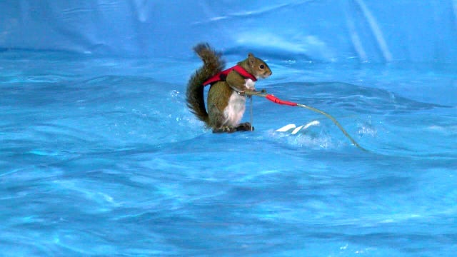 Twiggy the squirrel skis her way into retirement