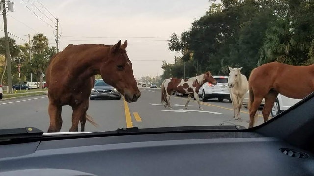Horses get loose, hold up traffic on busy Florida highway
