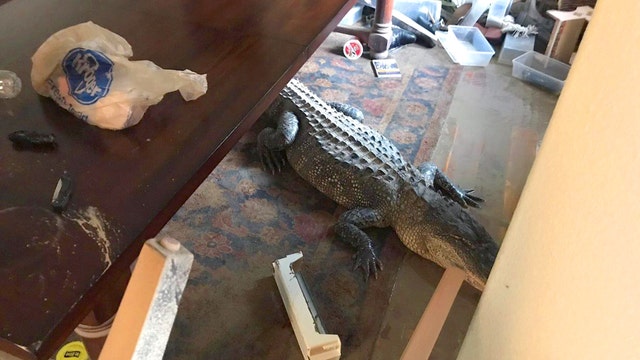 Receding floodwater reveals gator in Harris Co. home