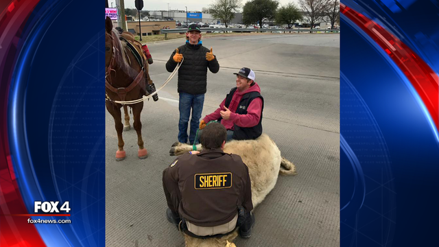 Steer runs wild after escaping Weatherford butcher