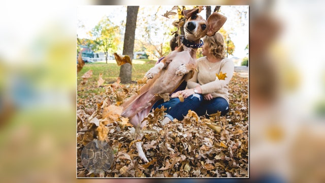 Jealous pup photobombs couple's engagement pics
