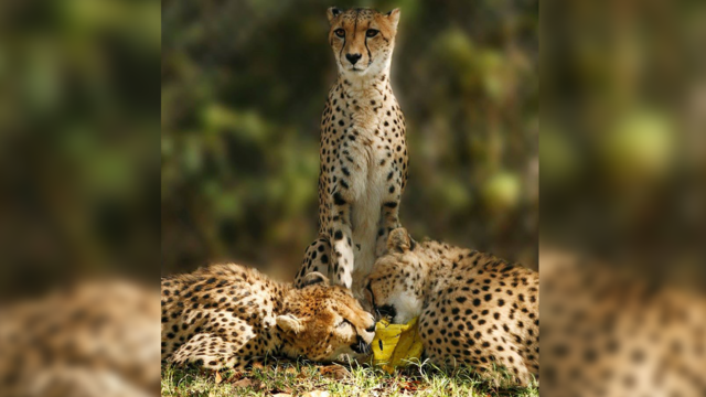 Dallas Zoo mourns loss of cheetah