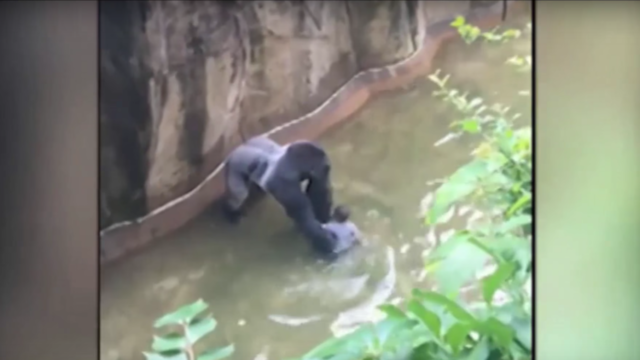 Prosecutor: No charges against mom of boy in gorilla exhibit