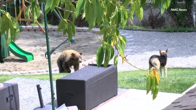 Bear wanders through San Gabriel Valley neighborhood, faces off with dog