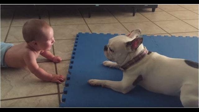 French Bulldog has the best time making baby laugh