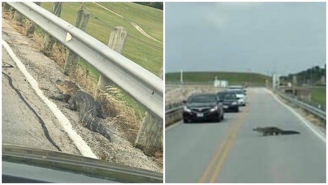 Alligator stops traffic near Eagle Mountain Lake