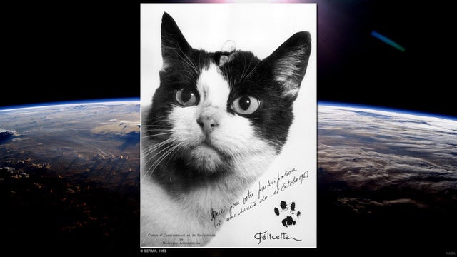 Meet the first -- and only -- cat in space