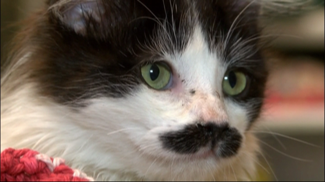 Kitten with mustache found abandoned in donation bin