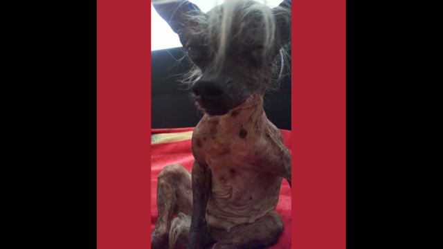 Blind dog wins World's Ugliest Dog contest