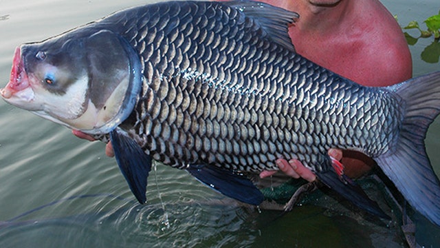 Fishermen use late friend's ashes to catch 180-pound carp