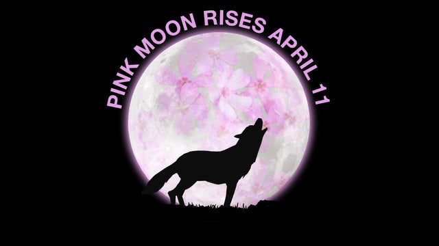 'Pink moon' to light up the skies starting this week