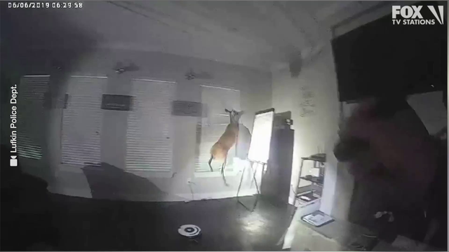 OH DEER: Four-footed 'burglar' breaks into East Texas home