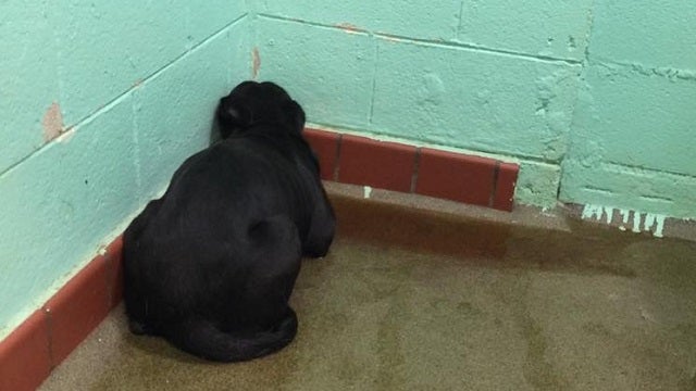 PHOTO: Depressed dog dropped at shelter hides in corner