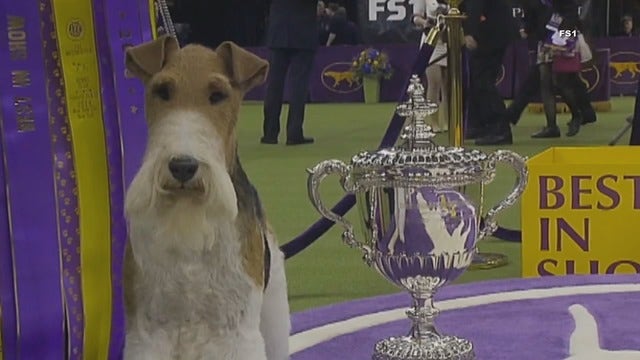 King the wire fox terrier takes Westminster's best in show