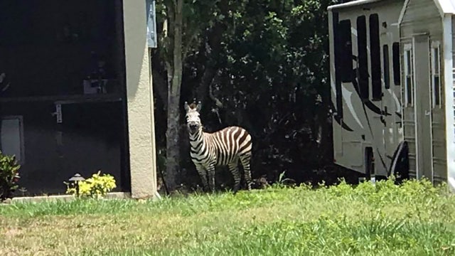 Escaped zebra charges Wimauma homeowner