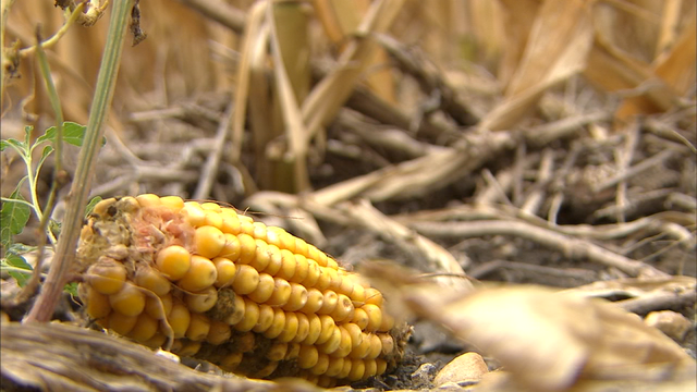 Local farmers say tariffs mixed with drought are hurting bottom line
