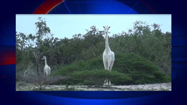 Gorgeous, majestic white giraffes spotted, captured on video for first time ever