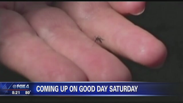 Officials encourage travelers not to shun Florida for Zika