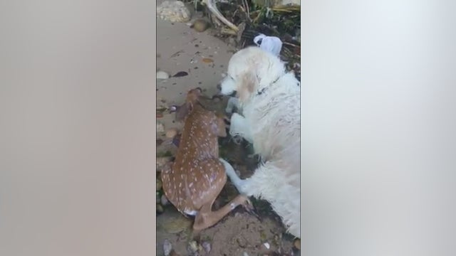 Amazing video shows dog rescuing baby deer