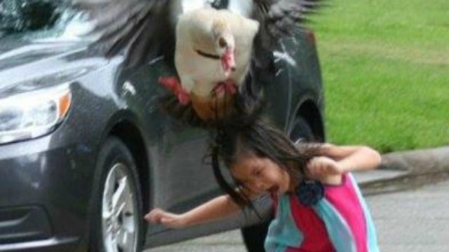 Girl attacked by goose, internet gets a kick