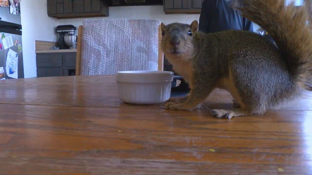 Pet squirrel attacks, helps catch burglary suspect