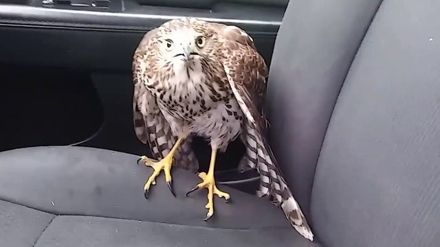Hawk seeks refuge in taxi during Hurricane Harvey