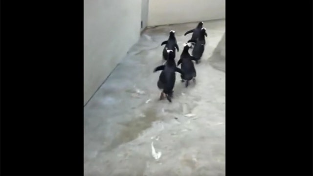 Video shows penguins trying to make zoo escape