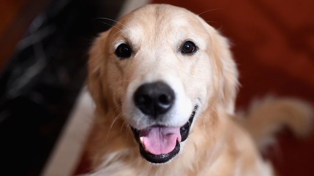 Walmart launches online pet pharmacy, adding 100 veterinary clinics to stores