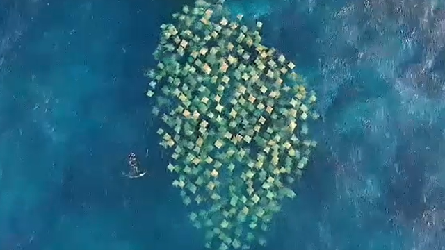 Beautiful! Drone footage captures school of stingrays swimming off coast of Australia