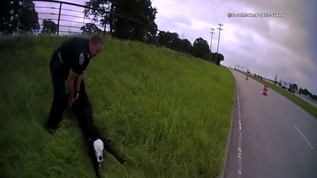 Southlake DPS officers wrangle escaped calf to safety