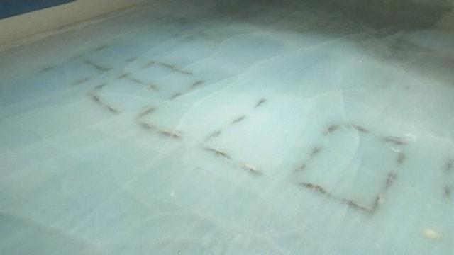 5,000 fish in ice at Japan skating rink sparks uproar