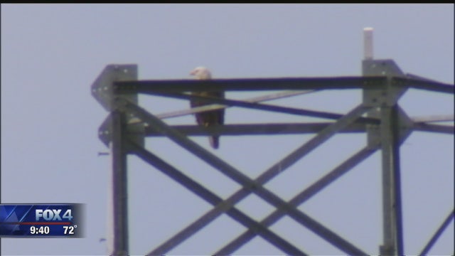 Lone Star Adventures: Eaglets