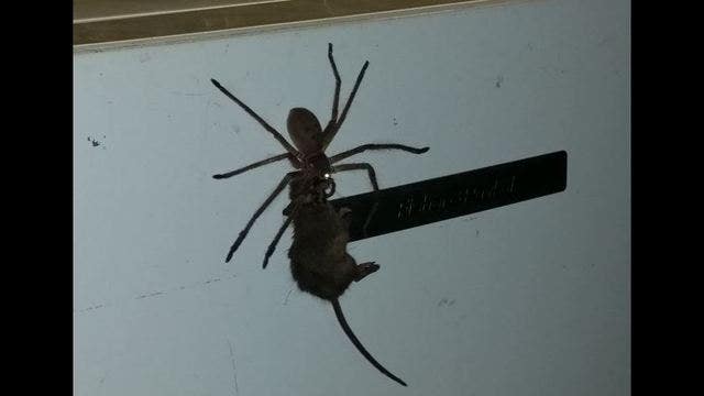 VIDEO: Australian spider pulling dead mouse up refrigerator