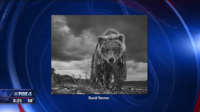 Wildlife Photographer David Yarrow