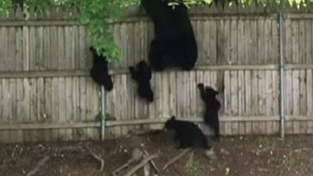 WATCH: Bear family scales fence in Connecticut