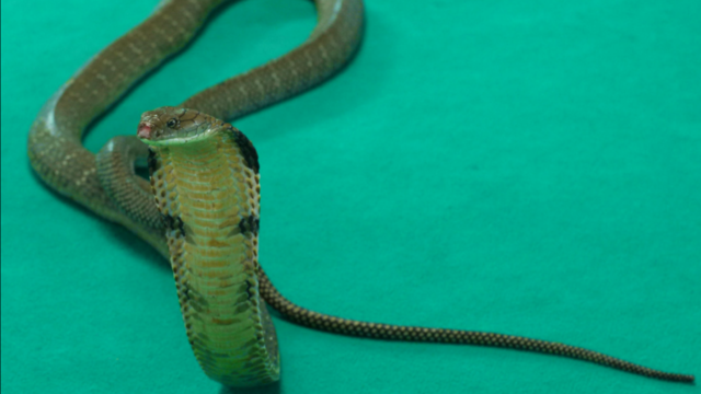 Indonesian pop star dies after being bitten by cobra on stage