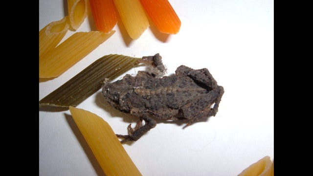 Woman allegedly finds frog in her box of Barilla pasta