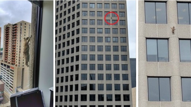 Small raccoon makes big climb up skyscraper in downtown St. Paul