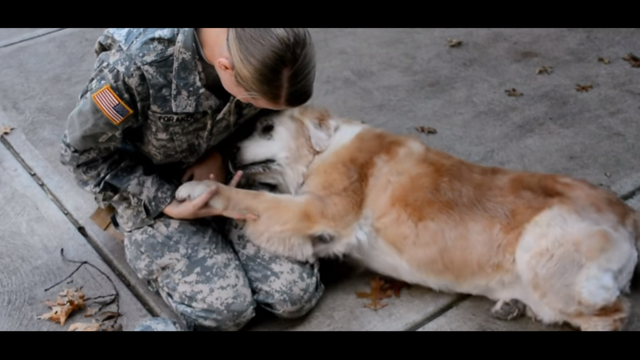 Elderly dog cries with joy as soldier returns home