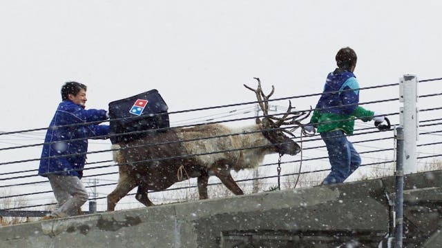Domino's training reindeer to deliver pizzas in Japan