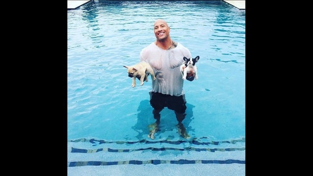 The Rock jumps into pool fully-clothed to save drowning puppy